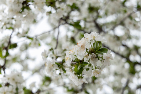 Spring blossoms. Blooming tree flowers with green leaves outdoorsの写真素材