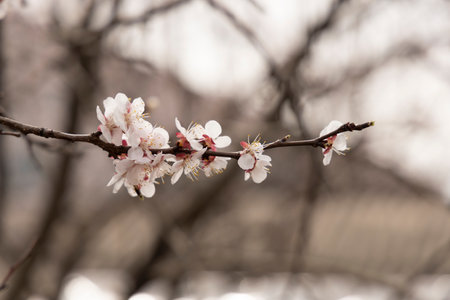 A beautiful spring branch of a blossoming tree covered with soft pink flowers.の写真素材