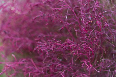 Close-up nature view of plant with pink leaves. Pink leaves texture background, patternの写真素材