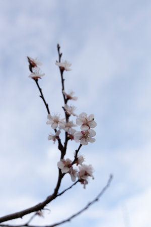 A beautiful spring branch of a blossoming tree covered with soft pink flowers. symbolizing growth, hope, and the arrival of spring.の写真素材