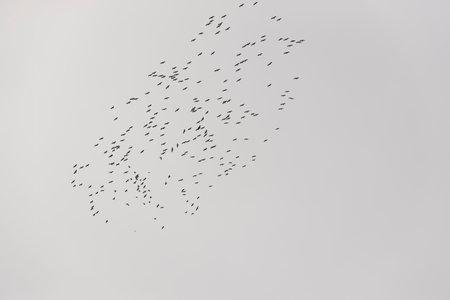 The crane migration in the spring Kazakhstanの写真素材