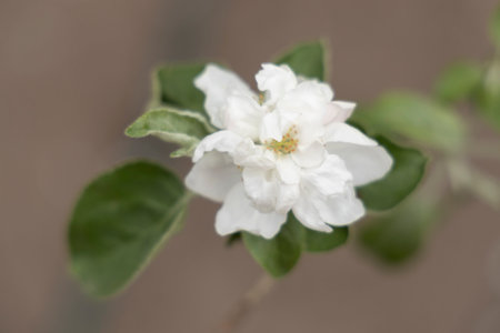 Spring blossoms. One blooming apple tree flower with green leaves outdoorsの写真素材