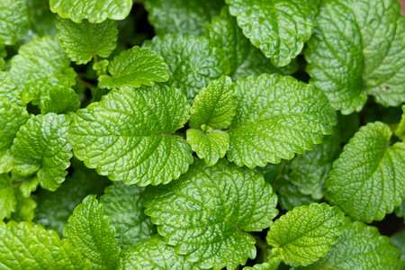 Green mint leaves, top view. Leaf texture close up, pattern of Freshness organic backgroundの写真素材