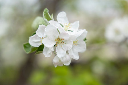 Spring blossoms. Apple tree flowers with green leaves outdoors.の写真素材