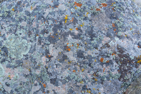 Nature patterns of multicolored mosses and lichens, natural texture background, Close-up of rock covered green blue yellow orange color lichens, macro, top view, micro plants natural background.の写真素材