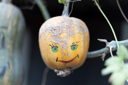 Colorful painted pumpkin for Halloween in autumn.の写真素材