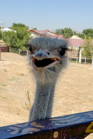 A vertical close-up of an ostrich highlighting its large eyes, beak, and textured feathers. The bird's expression stands out against a blurred natural background.の写真素材