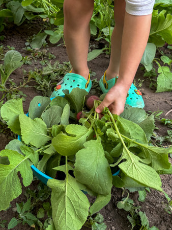 Young child placing freshly harvested radishes into a bowl. Concept of learning responsibility, healthy eating, and outdoor gardening with kids.の写真素材
