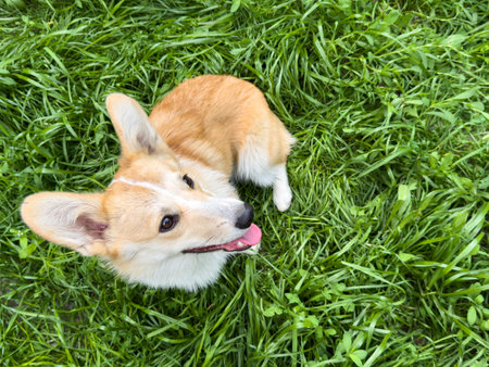 Happy healthy corgi sitting on green grass outdoors. Ideal for promoting pet food, veterinary care, or dog wellness products.の写真素材