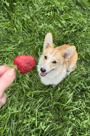 Corgi dog sitting on grass looking at fresh strawberry from owners hand. Concept of pet nutrition, natural treats and dog training outdoors in summer.の写真素材