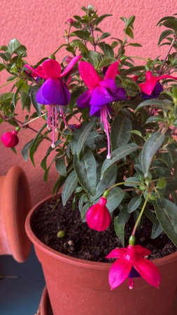 Close-up of a vibrant fuchsia plant with pink and purple flowers growing in a flowerpot, set against a warm-colored wall, ideal for garden, nature or lifestyle themesの写真素材