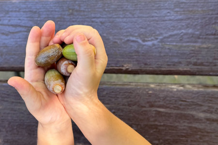 Children playing with acorns outdoors, close-up handsの写真素材