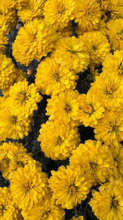Close up of small yellow chrysanthemums. Floral texture and pattern for decoration, design, and nature concepts. Vertical orientationの写真素材