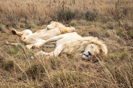 Male African white Lion (panthera leo) resting on the grassの写真素材