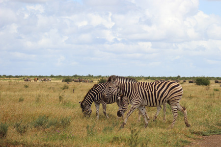 Plains zebra in kruger national parkの写真素材