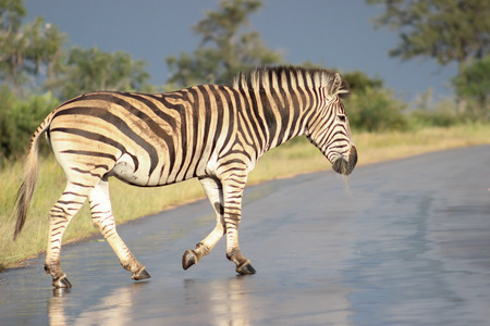 Plains zebra walking on wet roadの写真素材