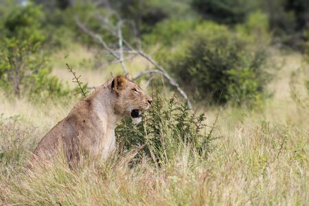 Lioness (panthera leo) sitting in the long grassの写真素材