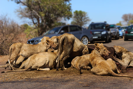 African lion pride feeding on a kill cought in the middle of road in kruger national parkの写真素材