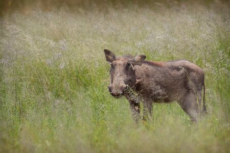 Common warthog standing in the long savannah grassの写真素材