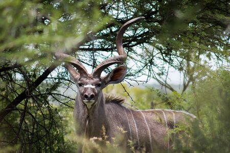 Greater kudu (tragelaphus) looking at me through the tree  branchesの写真素材