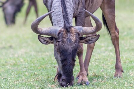 Blue wildebeest (Connochaetes taurinus) closeup photoの写真素材