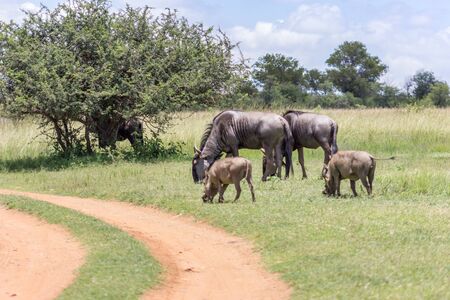 Blue wildebeest and common warthog grazing togetherの写真素材