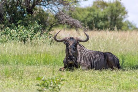 Blue wildebeest (Connochaetes taurinus) lying down on the savannah grassの写真素材