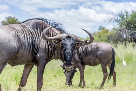 Blue wildebeest (Connochaetes taurinus) looking at the cammeraの写真素材