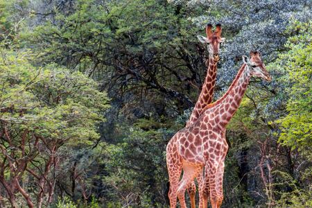southern giraffe (Giraffa giraffa) standing in the middle of a dirt roadの写真素材