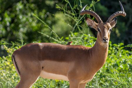 Closeup photo of a impala and oxpecker bird on his backの写真素材