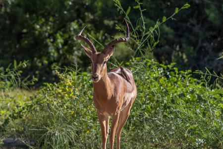 Closeup photo of a impala and oxpecker bird on his backの写真素材