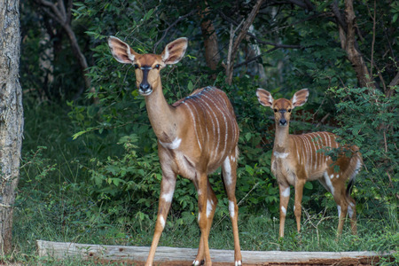 Nyala (Tragelaphus angasii) female and her young standing in the green woodlands at Marakele national parkの写真素材