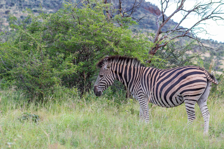 Burchells zebra (Equus quagga) in Marakele national parkの写真素材
