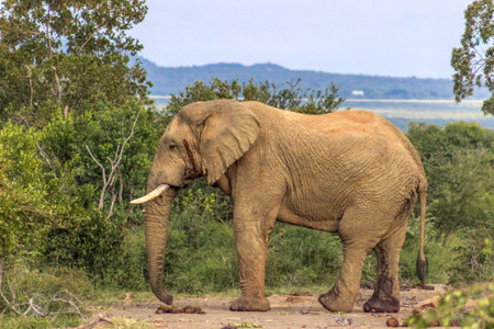 African bush elephant (loxodonta africana) in Marakele national parkの写真素材