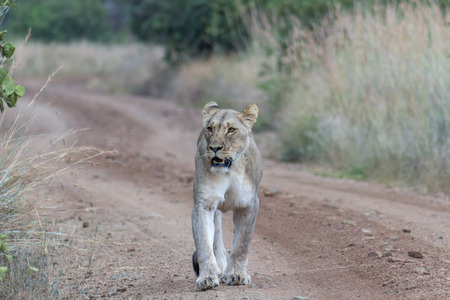 Lioness walking on a dirt roadの写真素材