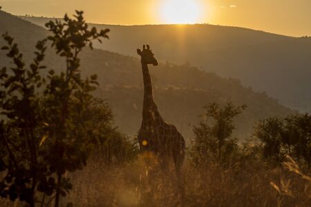 Giraffe in the morning sunriseの写真素材