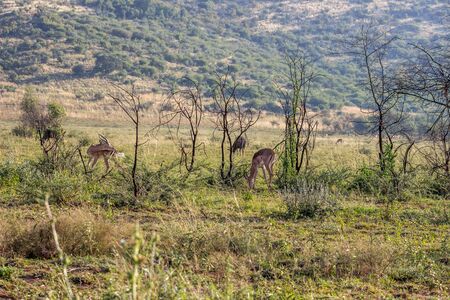 Impala antelope , Pilanesberg National Parkの写真素材