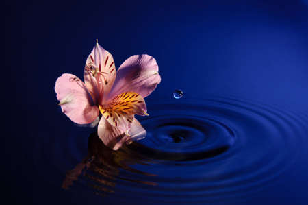 Flower with Dropの写真素材