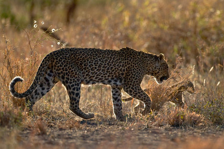 Leopard mother and cub during afternoon stroll through the african bush