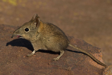Elephant Shrew on rock with open mouth and bent snoutの写真素材