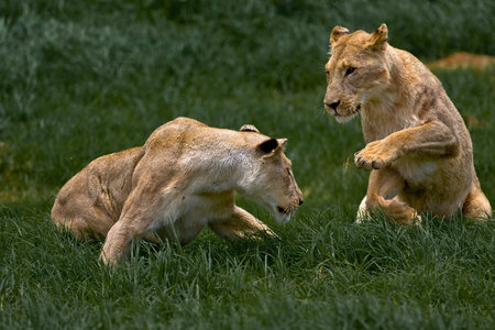 Two Playing Lionesses in the african savanna grass
