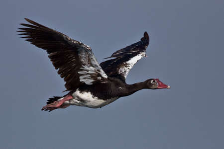 Spur-winged Goose in flightの写真素材