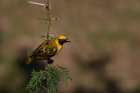 Village weaver male on thorn tree with out of focus background