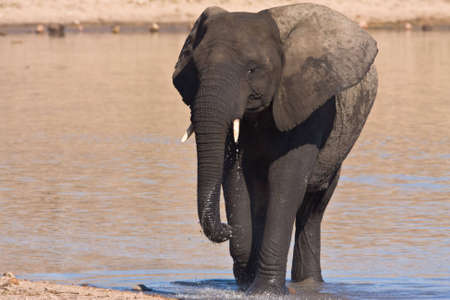 African Elephant drinking water in the Mpondo damの写真素材