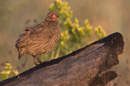 Swainson's Spurfowl on burnt log with out of focus backgroundの写真素材