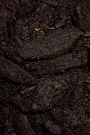 Abstract Texture of dark ground cover and barkの写真素材