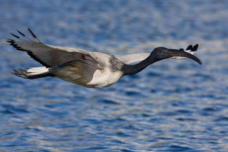 African Sacred Ibis in flight over waterの写真素材