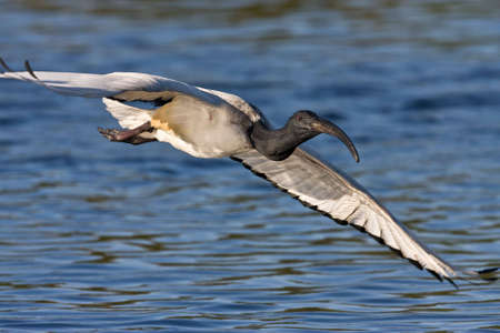 African Sacred Ibis in flight over waterの写真素材