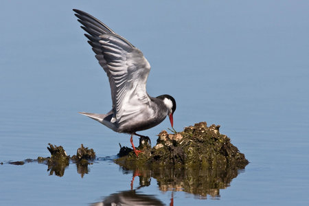 Whiskered Tern in shallow water with wings upの写真素材