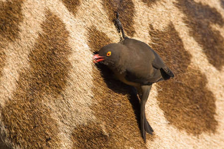 Red-billed Oxpecker on Giraffeの写真素材